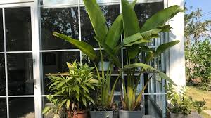 Wenn die erde auch wenige zentimeter tief trocken ist, ist der optimale gießzeitpunkt. 24 Pflanzen Die Viel Sonne Vertragen Und Wenig Wasser Brauchen