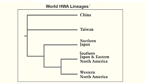 How When Where Was Hwa Introduced The Gilded Age Garden