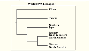 how when where was hwa introduced the gilded age garden