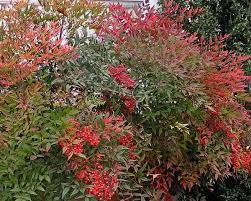 When Is It Safe To Transplant Nandina Nandina Plant Ornamental Plants Plants