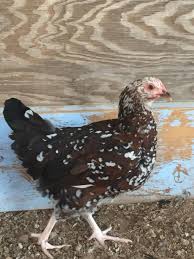 Maybe you would like to learn more about one of these? Speckled Sussex Pullet Or Cockerel Backyardchicken