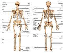Human Skeleton Diagram Skeletal System Labeled Diagrams Human Skeleton The Skeletal Human Bones Anatomy Human Body Bones Skeletal System Anatomy