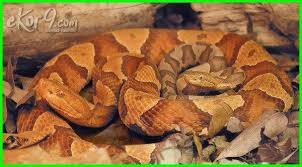 12 Hewan Yang Bisa Mengubah Jenis Kelaminnya Sendiri Hermaprodit Dan Contohnya Dunia Fauna Hewan Binatang Tumbuhan Hewan Binatang Jenis