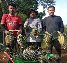 Lada solok dan pelbagai jenis sayuran lain,kami juga sedia menjual pelbagai biji benih dan anak. Berbudi Pada Tanah Raih Pendapatan Ribuan Ringgit