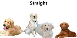Apr 06, 2021 · goldendoodles can have either wavy coats or curly coats. Labradoodle Coat Types Everything Doodle