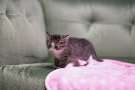 Look at pictures of kittens in new york who need a home. Puppy Kitty Nyc