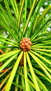 Sciadopitys Verticillata Japanese Umbrella Pine Koyamaki Uk Japanese Umbrella Pine Japanese Umbrella Rare Plant
