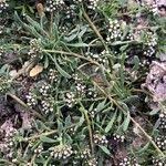 Image result for Corrigiola litoralis