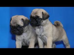 Wellness complete health small breed puppy food. Awesome Pug Puppies For Sale Pug Litter Location Is Pune Heavy Quality Pugs For Sale All India Youtube Pug Puppies For Sale Pug Puppies Puppies For Sale