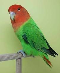 Pin By Alba On Agapones Birds Love Birds Parrot