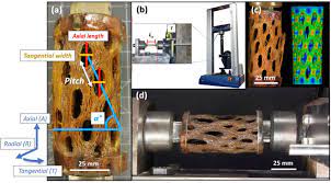 It may look like it's dying but what these plants do is drop or shed pieces of themselves to repopulate. Cholla Cactus Frames As Lightweight And Torsionally Tough Biological Materials Sciencedirect