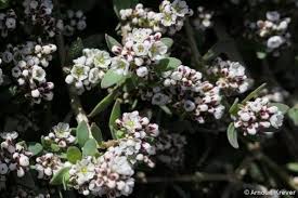 Image result for Corrigiola