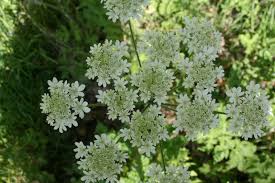 What a Lark!: George Billington (Offenham) Lock to Bidford