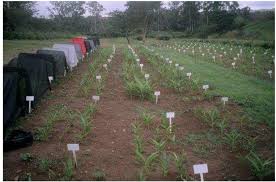 Image result for Siphonochilus kilimanensis