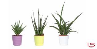 Tra le piante da interno fiorite più resistenti e facili da tenere e coltivare, sicuramente una delle più apprezzate, per la facilità di cura ed il suo profumo intenso la temperatura ideale per questa pianta da interni è intorno ai 21 gradi centigradi. Piante Da Interno Le Piu Belle E Quale Vaso Scegliere Linea Esse