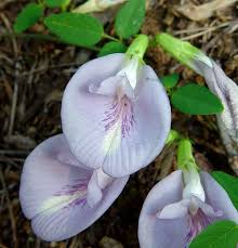 Image result for Clitoria