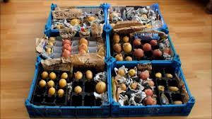 Check spelling or type a new query. How To Grow Store Bought Potatoes I Ve Just Done It Youtube