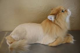 See how this cut might look on your feline and find out why many cat owners like it. Cats With Lion Haircuts Posts Facebook