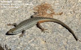 Image result for Trachypogon chevalieri