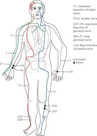 Acupuncture Meridians Chart Pdf Awesome Acupuncture