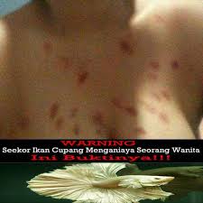 By Felicia Gmail Ag Dewibet Gmail Com Ym Ag Dewibet Yahoo Com Line Dewibola88 Bb 2b261360 Path Dewibola88 Wechat Dewi Foto Lucu Lucu Ikan Cupang