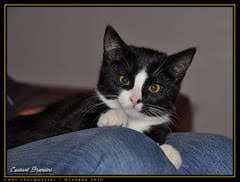 > bonne fête a toutes les catherine(25) novembre. Soquette Vous Souhaite Bonne Soiree Et Bonne Nuit P Chats