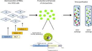 Vaccination efforts have gotten a boost, thanks to increased supply. Gmp Manufacturing Of Vvax001 A Therapeutic Anti Hpv Vaccine Based On Recombinant Viral Particles Sciencedirect