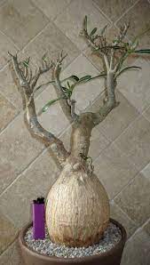 Adenium Somalense Sp Tanzania 120215 Adenium Desert Rose Succulent Images