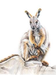 A4 Rock Wallaby Joey Australian Wildlife Print Kangaroo Print Australian Animals Kangaroo Art Australian Animals Australian Wildlife