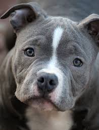 Check spelling or type a new query. American Bully Health Caring For Your Puppies American Bully World