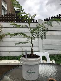 The blue jacaranda, jacaranda mimosifolia more often known simply as the jacaranda, is a. Bonsai Blue Jacaranda Album On Imgur