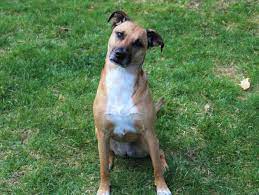 Black Mouth Cur Full Profile History And Care