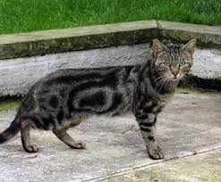 Much as farmer mcgregor tried to keep bunnies out of his garden, you can do the same with cats. Keeping Cats Out Of Gardens And Yards