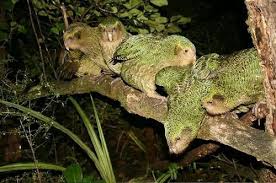Alti Adet Kakapo Kusu Kakapo Pet Birds Animals