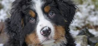Originally kept as farm dogs in the swiss alps, the berner's calm, affectionate temperament make it a great choice for a companion or family dog in any. Your New Bernese Mountain Dog Puppy And How To Raise Them Right Bernese Love