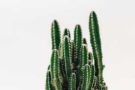 Piantare piante grasse piante di cactus piantare fiori riproduzione pianta grassa giardinaggio alberi cameretta neonato piante grasse madre natura fiori. Come Riprodurre Le Piante Grasse Mondo Spinoso