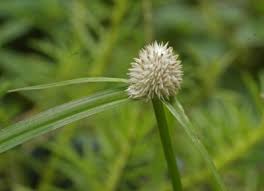 Image result for Kyllinga odorata