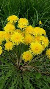 Dandelion Leaf Has Been Used In Traditional Western Herbal Medicine For Centuries To Help Reduce Swelling And B Dandelion Flower Yellow Flowers Amazing Flowers