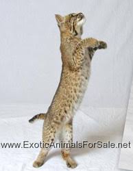 Filter kit bobcat e08 e10 e14 e16. Bobcats For Sale