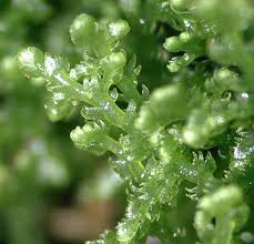 Image result for Lepidotrichilia