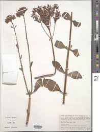 Image result for Kalanchoe lateritia