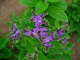 Image result for Heliotropium harareense