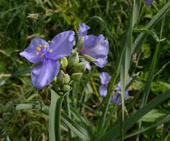 Check spelling or type a new query. Ohio Spiderwort Tradescantia Ohiensis