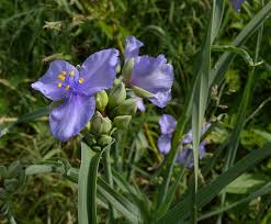 Trees in ohio also provide good protein sources via the. Ohio Spiderwort Tradescantia Ohiensis