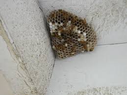 Know Your Wasps The Backyard Gardener Anr Blogs