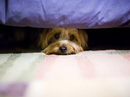 Check spelling or type a new query. Is Your Dog Afraid Of Stairs