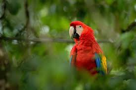 Check spelling or type a new query. Home Dangers For Pet Birds 2 Paws Up Inc Pet Sitting Dog Walking And Dog Training