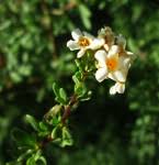 Image result for Selago anatrichota × goetzei