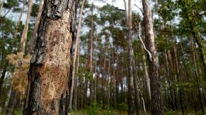 Selon une étude suisse, il faudrait planter 1 200 milliards d'arbres sur la terre pour absorber les deux tiers du co2 produit par l'homme depuis l'ère industrielle. Planter Des Arbres Pour Compenser Les Emissions De Carbone Bonne Idee Ou Cache Misere L Express