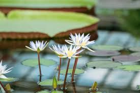Image result for Nymphaea maculata